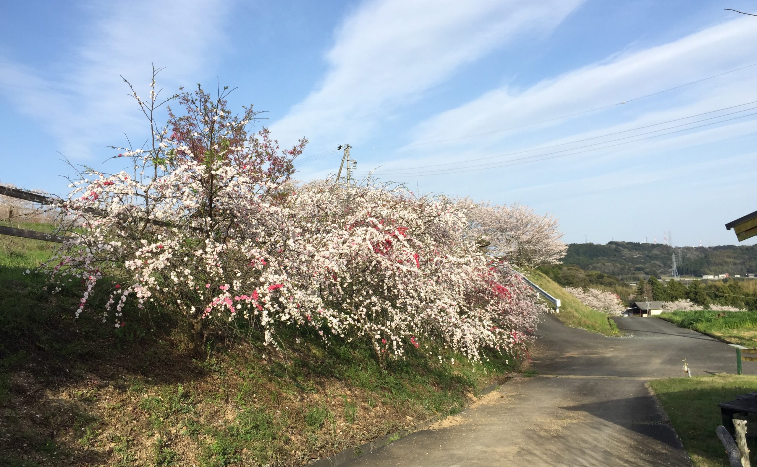 ほぼ貸し切りで花見