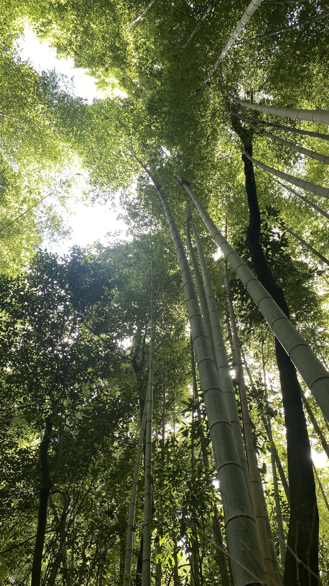 ７月１９日から２１日まで京都→大阪→京都 出張